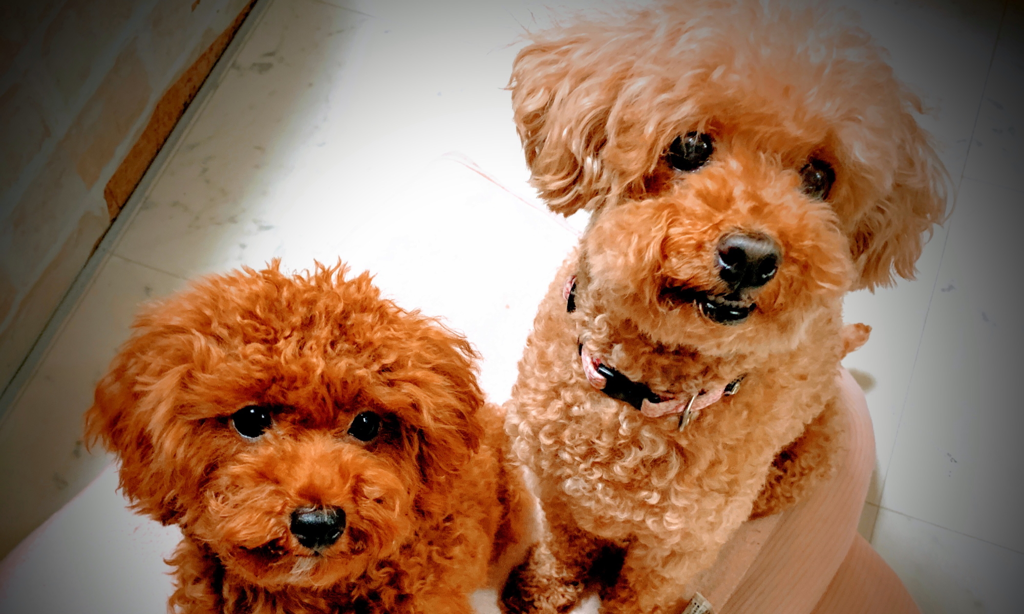 カー ルーム プラム